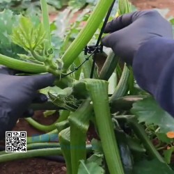 BiteKlip Zucchini-Pflanzenclip | Professionelle Rankhilfe für Tomaten
