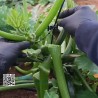 Tutor Calabacín BiteKlip | Brida de Entutorado para Tomate y Frambuesa