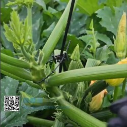 Tutor zucchine Biteklip – Clip per ortaggi