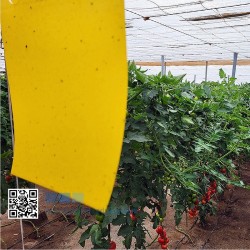 Trappole Gialle Adesive per Insetti | Trappole Cromatiche