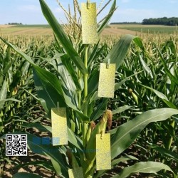 Carta idrosensibile| Controllo spray 50 schede