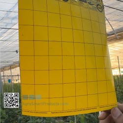 Placas amarillas adhesivas para insectos | Trampas cromáticas cultivo