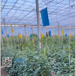 Blue Sticky Traps for Thrips | 20x25 cm Plates | Pack of 20 Units