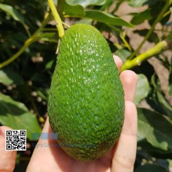 Penetrómetro para abacate, palta