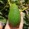 Penetrometer für Avocados (Palta, Avocado)