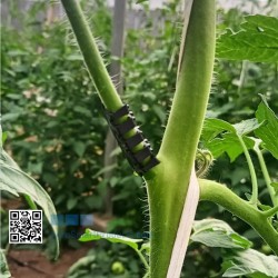 Arco Racimo Tomate 5,5 mm Negro | Caja 20.000 Unidades