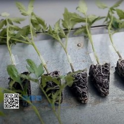 Veredelungsschneider für Tomaten, Auberginen und Kürbisgewächse – Modell GPT