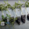 Veredelungsschneider für Tomaten, Auberginen und Kürbisgewächse – Modell GPT